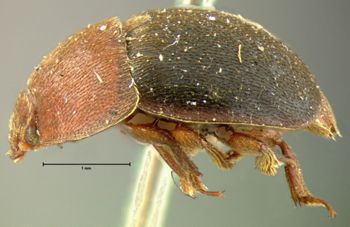 Media type: image;   Entomology 22493 Aspect: habitus lateral view
